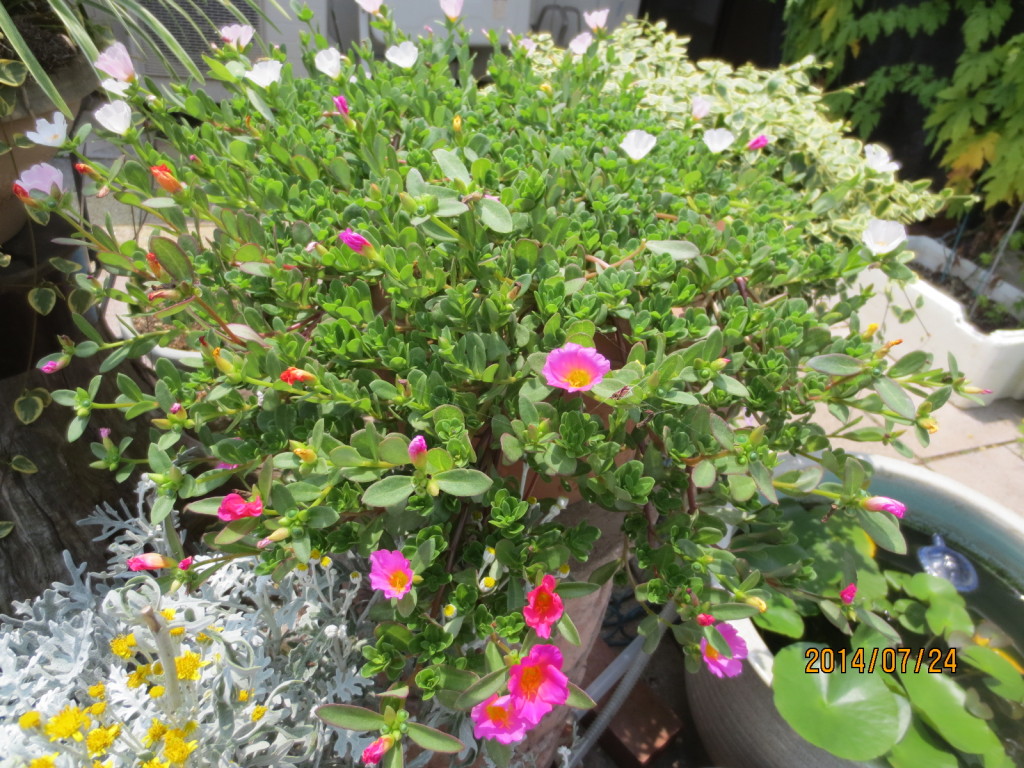 2014-07-24 2014-07-24 001 001