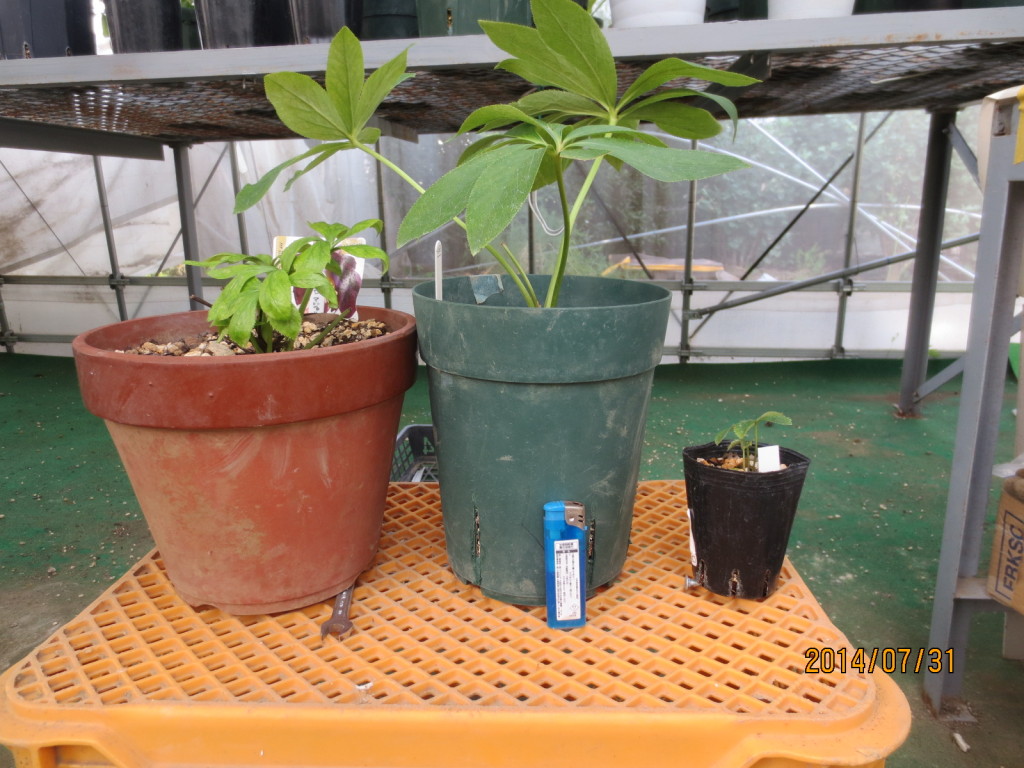 2014-07-31 2014-07-31 001 013