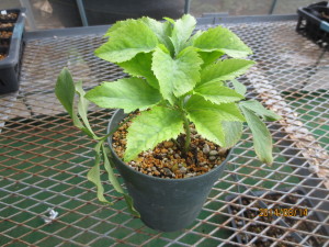 2014-08-14 2014-08-14 001 004