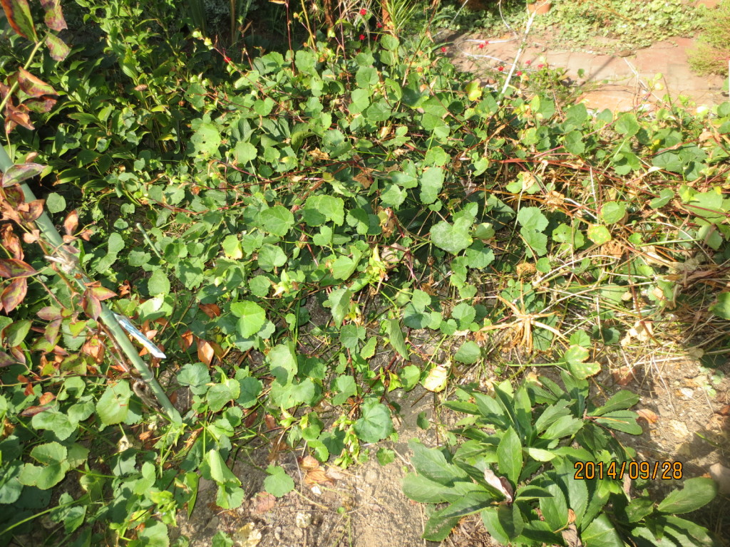 2014-09-28 秋日和Ｘクリロ 001