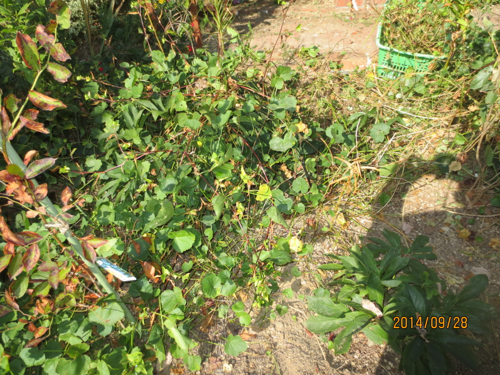 2014-09-28 秋日和Ｘクリロ 002