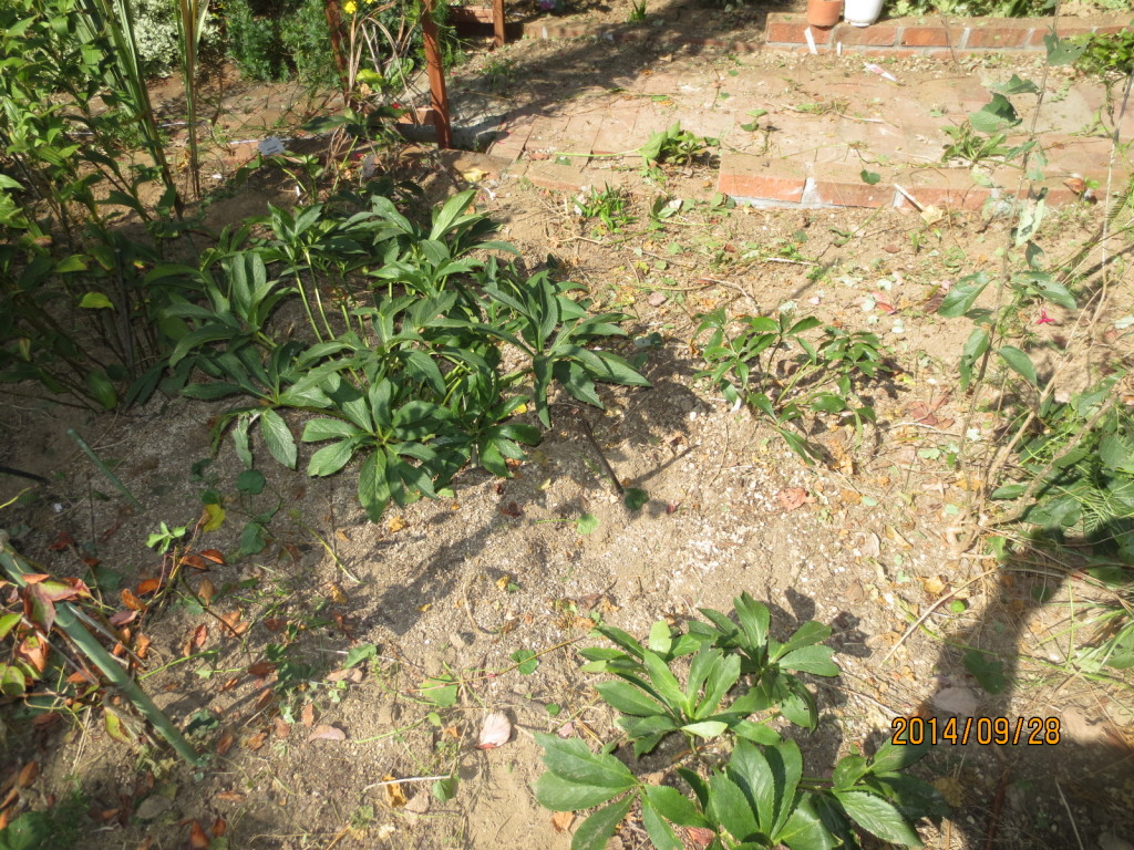 2014-09-28 秋日和Ｘクリロ 007