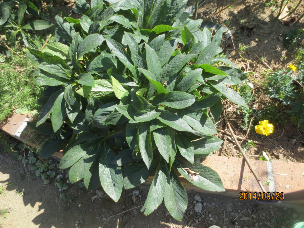 2014-09-28 秋日和Ｘクリロ 009