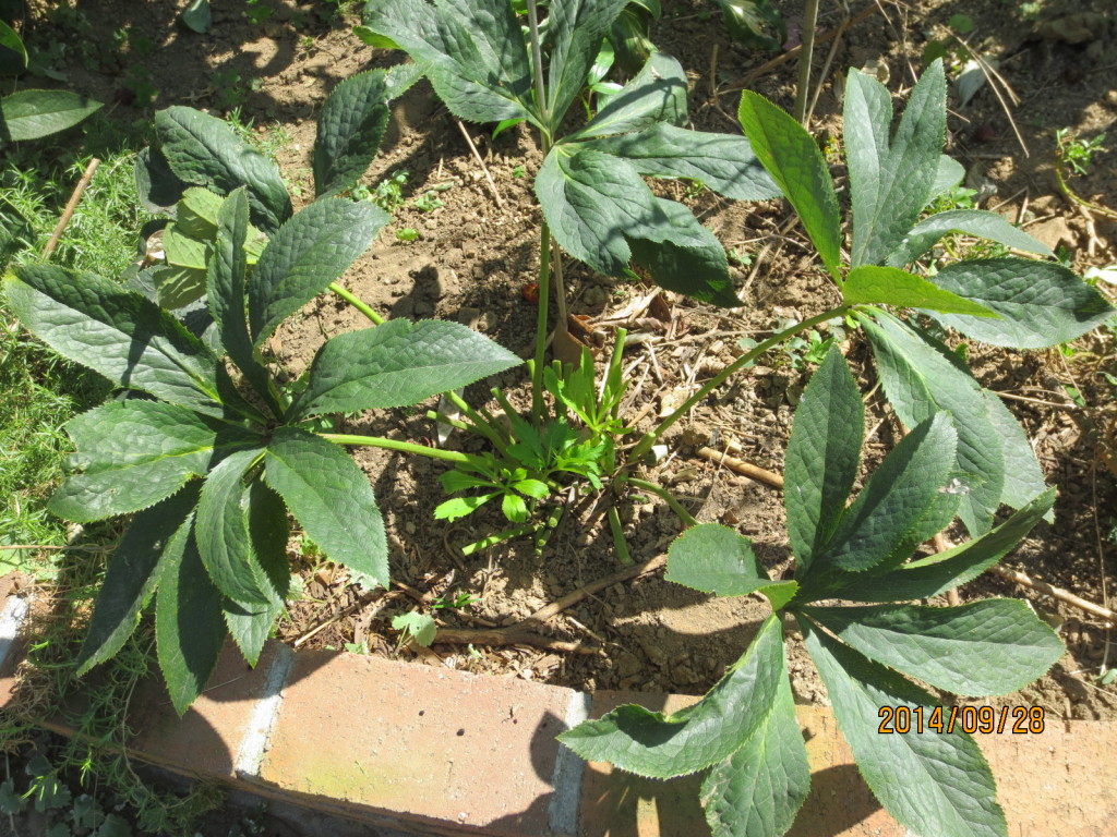 2014-09-28 秋日和Ｘクリロ 010