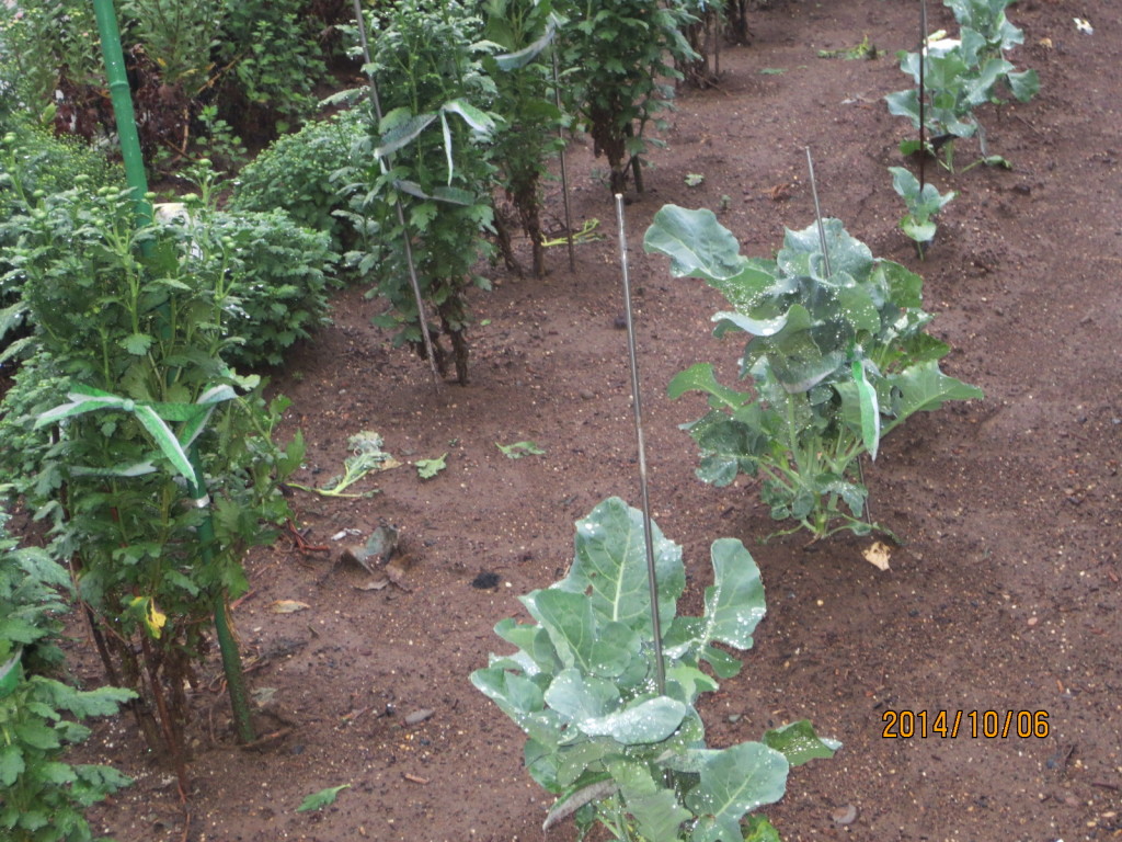 2014-10-06 2014-10-06 001 001