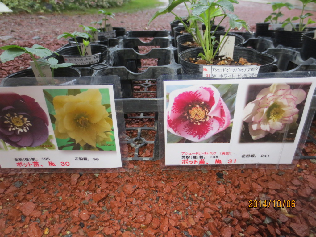 2014-10-06 2014-10-06 001 005