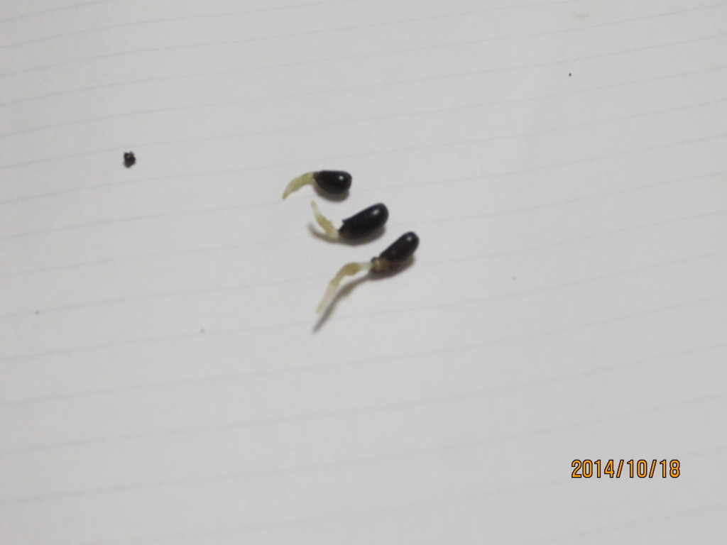 2014-10-18 2014-10-18 001 002