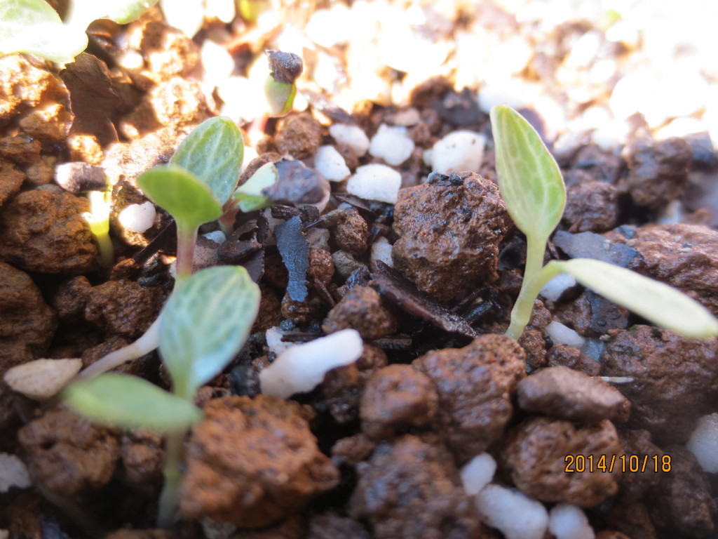 2014-10-18 2014-10-18 002 002