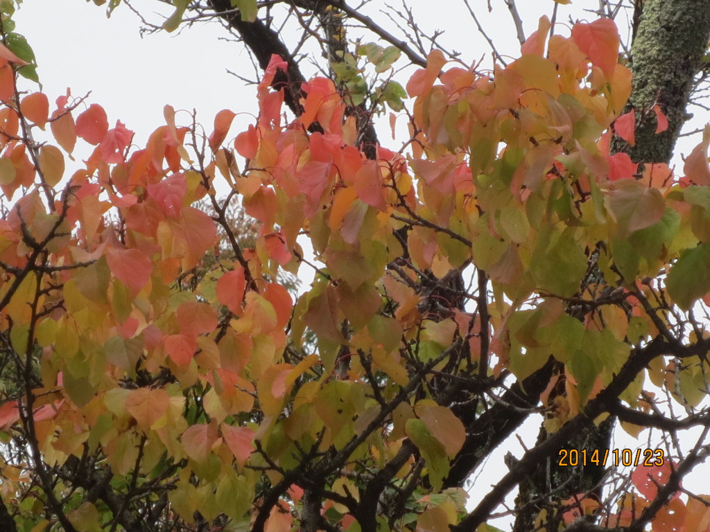 2014-10-23 2014-10-23 001 010