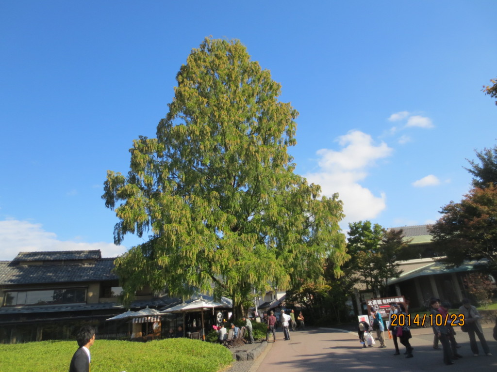 2014-10-23 2014-10-23 001 014 - コピー