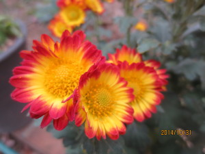 2014-10-31 2014-10-31 001 006