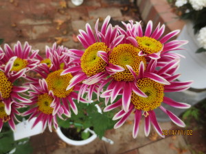 2014-11-02 2014-11-02 003 011