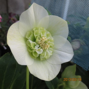 セミダブル　ホワイト