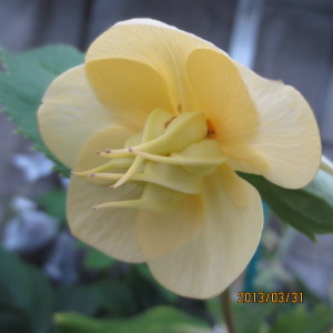 シングル　クリーム